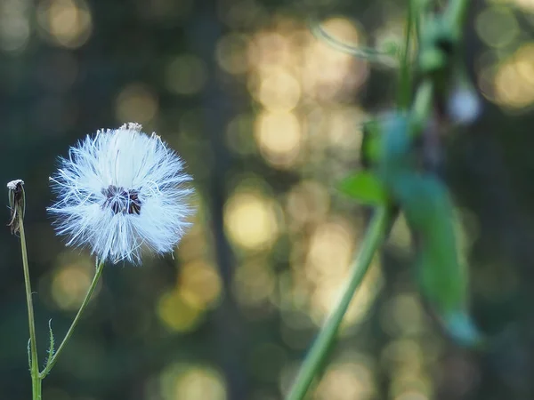 Tiro Close Uma Flor Dente Leão Taraxacum Fundo Embaçado — Fotografia de Stock