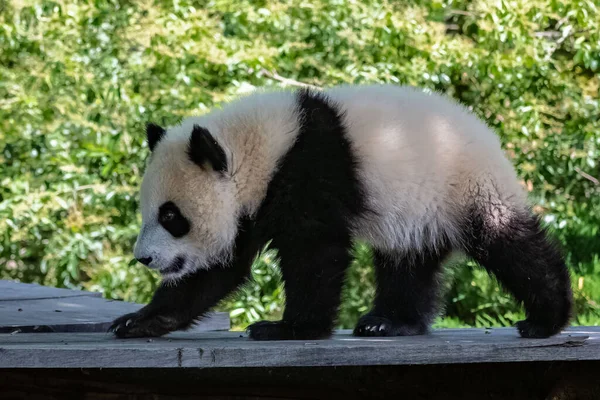 Olbrzymia Panda Śliczna Panda Spacerująca Śmieszne Zwierzę — Zdjęcie stockowe