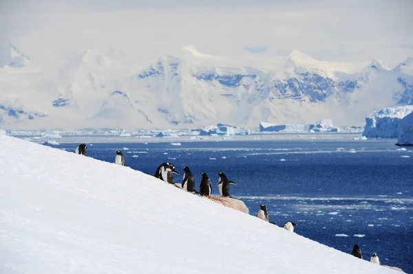 Utsikt Över Vackra Gentoo Pingvinerna Antarktis — Stockfoto