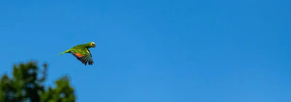 Geel Gekroonde Amazone Een Papegaai Die Blauwe Lucht Vliegt — Stockfoto