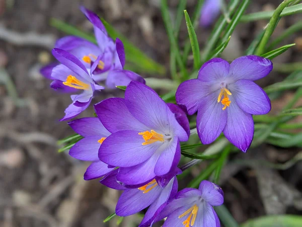 花园里一缕美丽的紫色番红花 — 图库照片