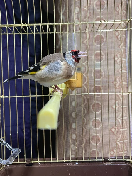 Pojedynczy Ptak Goldfinch Wewnątrz Małej Klatki Pomieszczeniu — Zdjęcie stockowe