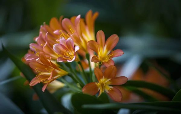 Tiro Seletivo Foco Das Flores Natal Lily — Fotografia de Stock