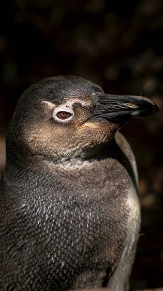 Vertical Shot Young Penguin Dark Background — Stock Photo, Image