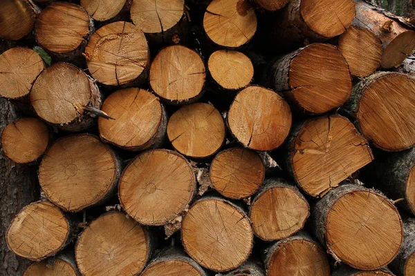 Closeup Shot Pile Logs Stacked Top Each Other — Stock Photo, Image