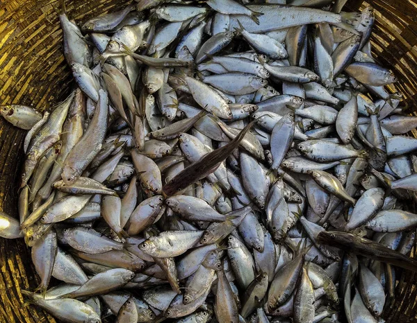 Wooden Basket Full Many Small Sardine Fish Species — Stock Photo, Image