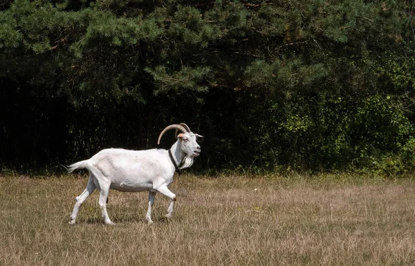 Tarlada Boynuzları Olan Beyaz Bir Keçi — Stok fotoğraf
