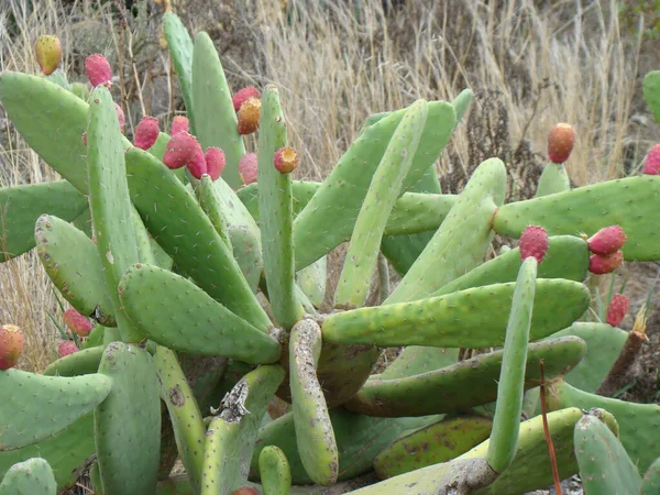 Primer Plano Algunas Peras Espinosas Creciendo Naturaleza — Foto de Stock