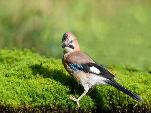 Ein Eichelhäher Ganzrahmenaufnahme Eines Vogels Mit Leuchtend Blauen Federn Vor — Stockfoto