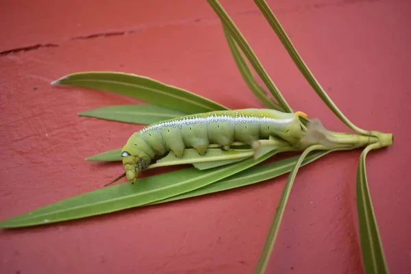 Een Close Zicht Oleander Havik Vlinder Rupsen Tegen Een Rode — Stockfoto