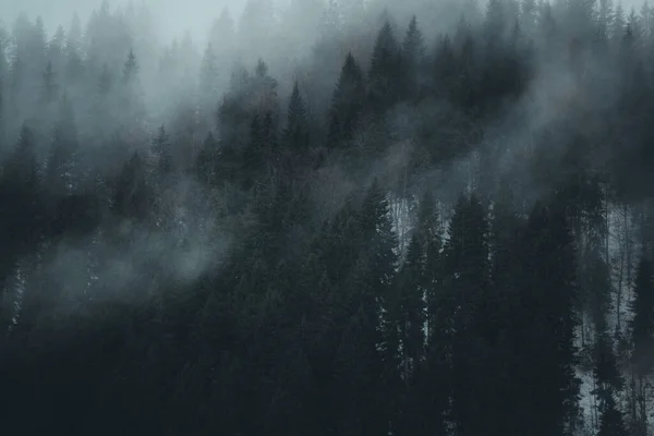 Een Hoge Hoek Uitzicht Mistig Weer Donkere Lucht Boven Bomen — Stockfoto