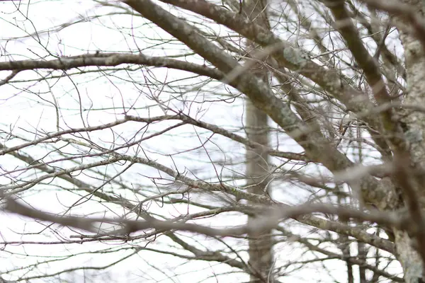 Сухие Ветви Деревьев Зимой — стоковое фото