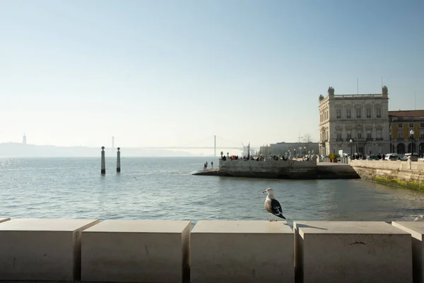 Uma Gaivota Oceano Fundo Lisboa Portugal — Fotografia de Stock