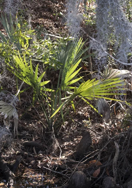 Eine Vertikale Aufnahme Kleiner Palmen Einem Sumpfigen Gebiet Creekside Park — Stockfoto