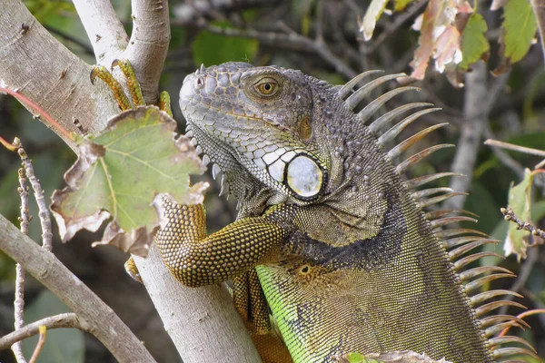 Close Uma Iguana Verde Sentado Galho Árvore Durante Dia Com — Fotografia de Stock