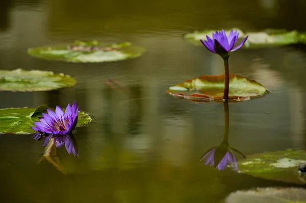 Scenic View Purple Water Lilies — Stock Photo, Image