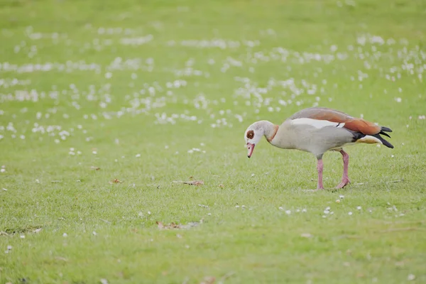 Closeup Egyptian Goose Bending Green Grass Field — Stock Photo, Image