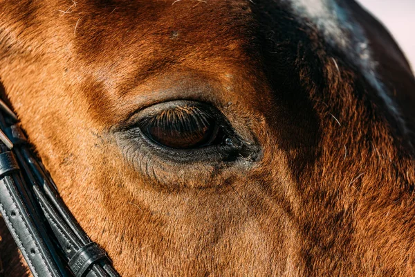 Porträt Eines Entzückenden Braunen Pferdes Mit Schwarzem Zaumzeug — Stockfoto