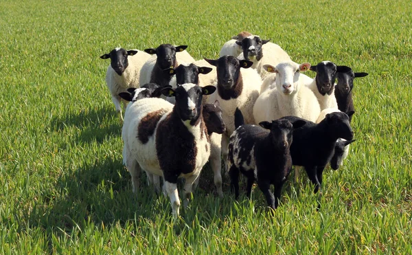 Una Bandada Ovejas Blancas Negras Juntas Prado Verde —  Fotos de Stock