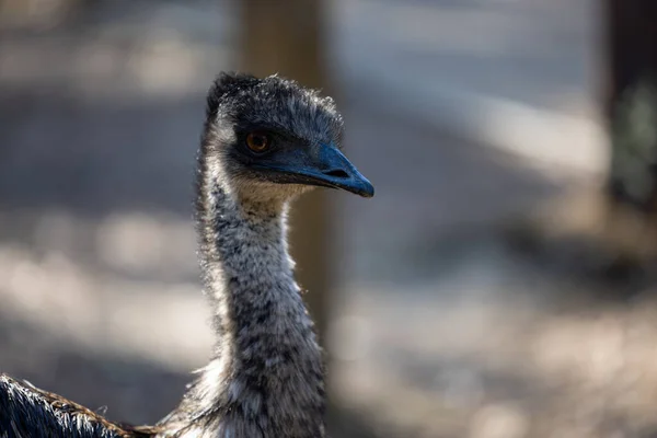 Shallow Focus Shot Emu Bird Australia Tallest Native Bird — Stock Photo, Image