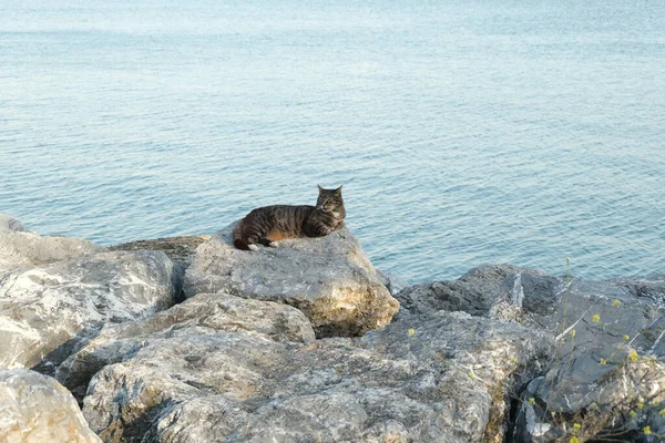 Gato Callejero Tabby Sentado Orilla Del Mar Estambul Turquía — Foto de Stock