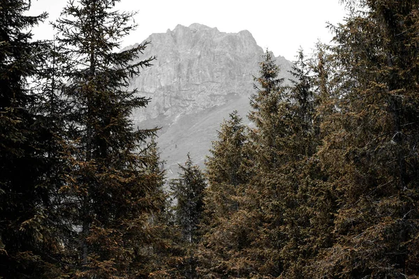 Una Splendida Vista Sulle Montagne Rocciose Dietro Pini — Foto Stock