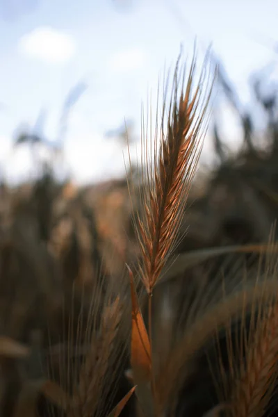Bulanık Arka Planda Güneşli Bir Günde Tarlada Büyüyen Buğday Sapının — Stok fotoğraf