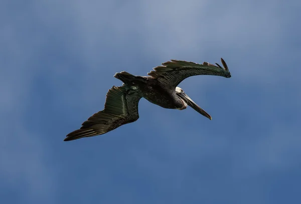 Low Angle Shot California Brown Pelican Bird Flying Cloudy Blue — Stock fotografie