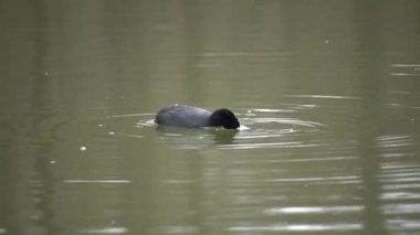 Bir ördek - kaz (Fulica atra) sudaki bitkileri yer - mibu
