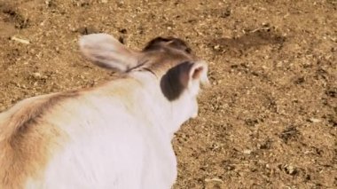 Çayırdaki sevimli buzağı kırsal çiftlik yaşamının oyun ve dinlenme konsepti