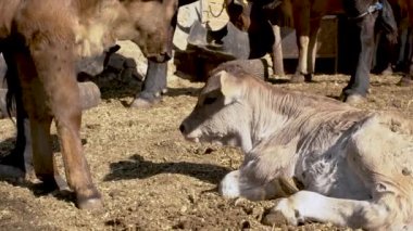 Çayırdaki sevimli buzağı kırsal çiftlik yaşamının oyun ve dinlenme konsepti