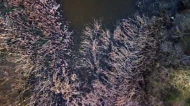 Göldeki kuru çimlerin drone görüntüsü