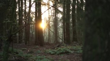 Sabah Almanya 'da bir orman vuruldu.