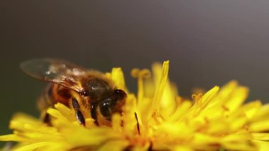 Karahindiba çiçeğinin üzerinde polen toplayan seçici bir arı.