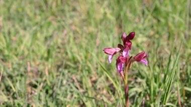 Çayırdaki güzel pembe kelebek orkidesi, orkide papilionezi, işlenmemiş çiçek.