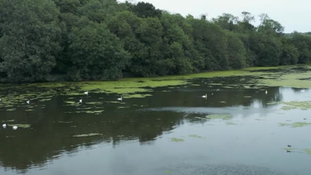 Ένα Βίντεο Από Λίμνη Λίμπετ Στο Felixstowe Suffolk Αγγλία — Αρχείο Βίντεο