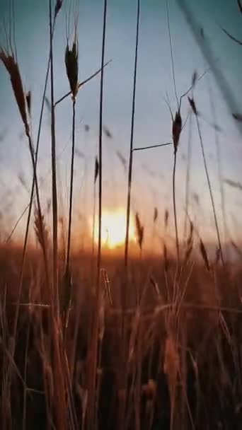 Een Close Shot Van Vibrerende Pieken Het Veld Bij Zonsondergang — Stockvideo