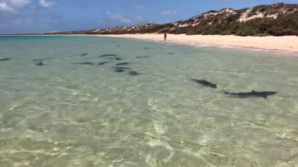 Watch 200 Reef Sharks Congregate Shallow Waters Coral Bay Western — Stock Video