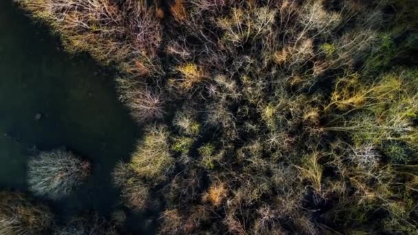 Αεροφωτογραφία Πυκνών Δέντρων Χωρίς Φύλλα Ήρεμη Λίμνη — Αρχείο Βίντεο