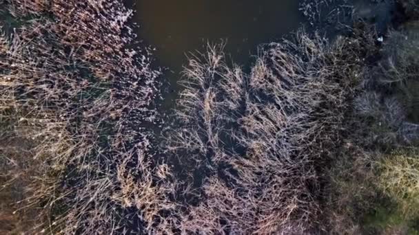 Dron Widok Suchej Trawy Jeziorze — Wideo stockowe