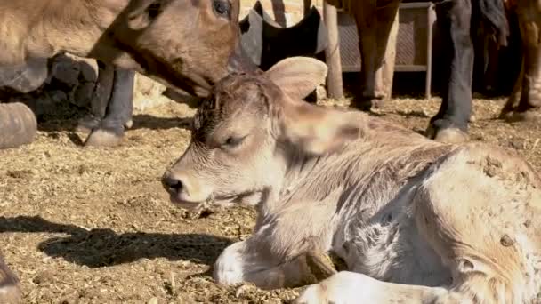 Bezerro Adorável Prado Brincando Descansando Conceito Vida Rural — Vídeo de Stock