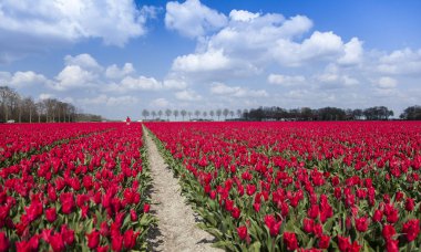 Güneşli bir günde kırmızı lale tarlasında bir patika