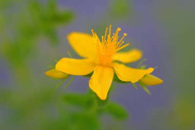 St. John otunun seçici odak noktası (Hypericum perforatum)