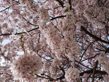 Ağaç dallarında açan kiraz çiçeklerinin dikey görüntüsü.