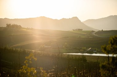 Güney Afrika 'da Cape Town' da bir şarap tarlası olan güneşli bir kır manzarası.
