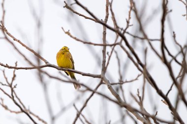 Ağaca konmuş seçici bir sarı çekiç (emberiza citrinella) görüntüsü