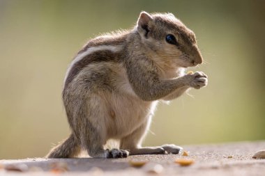 Bir Hint palmiye sincabı (Funambulus palmarum) bir taş yüzeyde dururken yemek yerken yakın plan görüntüsü