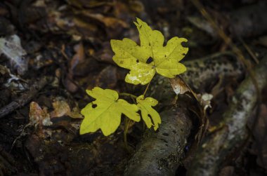Ağaçtaki sarı ıslak yaprağın yakın plan çekimi.