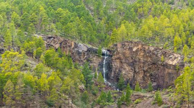 Gran Canaria, Bavyera, Almanya 'daki ormandaki sık yeşil ağaçlar