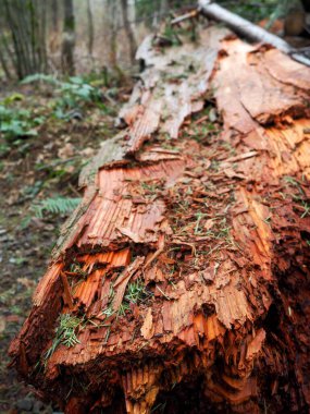 Ormandaki kurumuş odunların yakın görüntüsü.